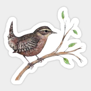 Coloured ink drawing of a wren Sticker